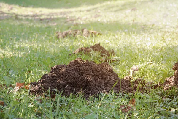 绿色草地上的鼹鼠堆积如山 摩尔人造成的破坏 — 图库照片