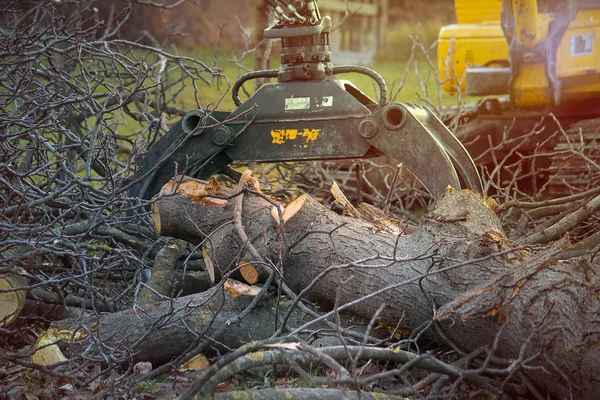 木材收割机正常工作 挖掘机抓取移动木片详情 暖色调效果 — 图库照片