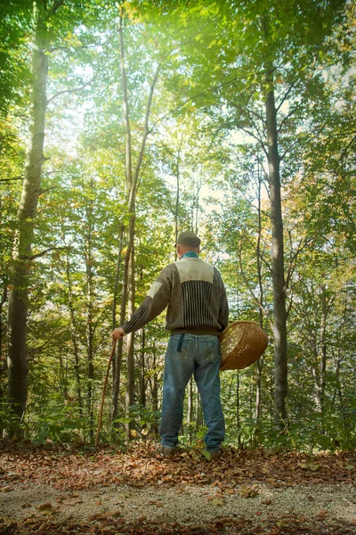 man in the wood with basket, back view of middle-aged person in the forest (He\'s looking for mushrooms)