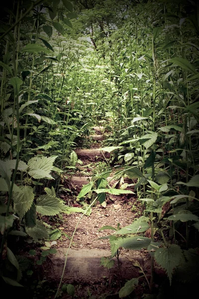 Otla Kaplanmış Patika Ormandaki Ahşap Merdivenlerde Bitki Örtüsü Isırgan Otlarıyla — Stok fotoğraf
