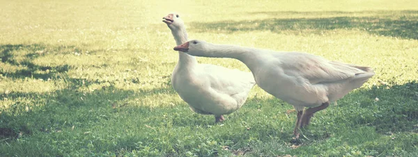 Two Geese Vintage Effect Horizontal Picture Animals Green Meadow — Stock Photo, Image