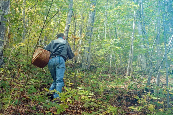 Looking for mushrooms in the wild forest, man has a wicker basket to collect natural products in the woods