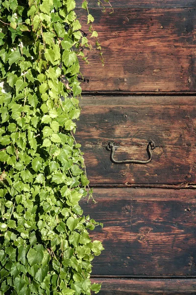 Efeu Einer Alten Holztür Grüne Blätter Bedecken Einen Geheimnisvollen Eingang — Stockfoto
