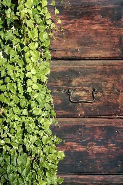 Edera Una Vecchia Porta Legno Foglie Verdi Che Coprono Ingresso — Foto Stock