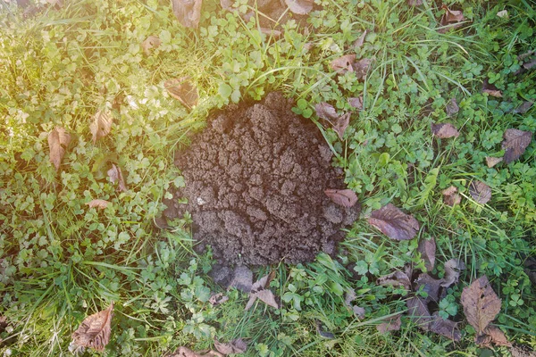 Molehill Mole Heap Meadow Green Grass Brown Leaves Top View — стоковое фото