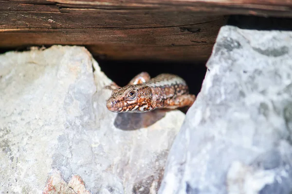 Nyfiken Reptil Vanlig Vägg Ödla Tittar Kameran Djuret Smyger Från — Stockfoto