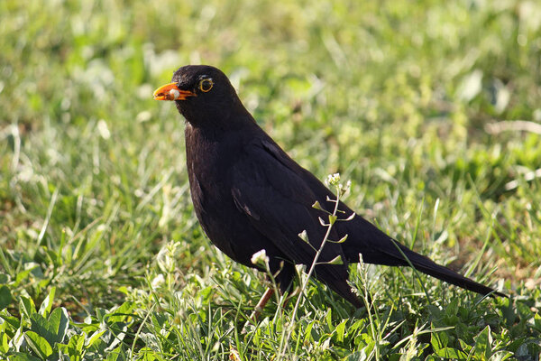 common blackbird with a worm in its mouth, male specimen bird is hunting to feed