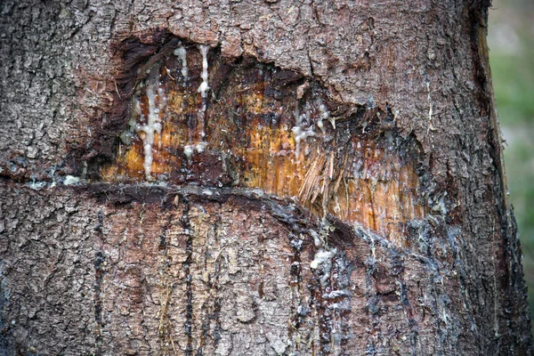 Vegetable Resin Detail Pitch Pine Bark — Stock Photo, Image