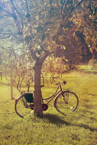 parked bicycle in a field of trees. Sunset light warm colors effect