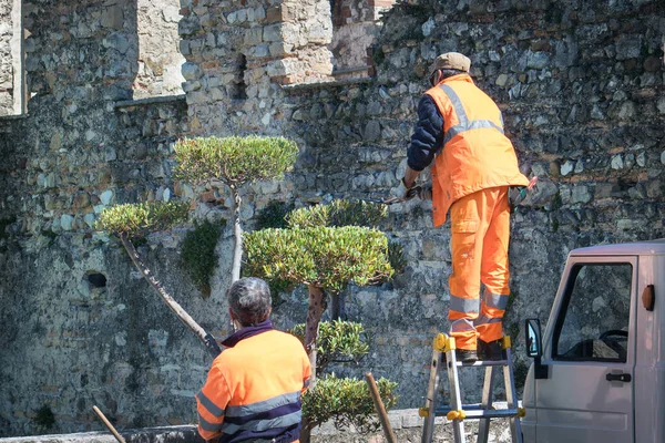 gardeners trimming plants, couple of workers with high-visibility vest cut a little tree near an ancient wall made of stones