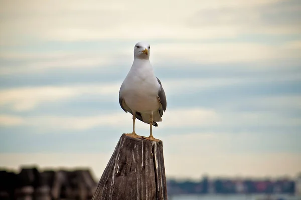 Seagull Wooden Pole See Bird — Stock Photo, Image