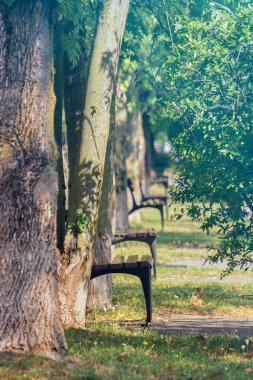 Parktaki boş bank, boşluğun dikey resmi (seçici odak)