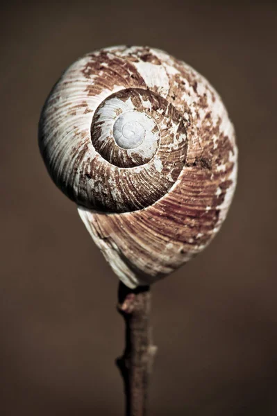 蜗牛的螺旋形 象征增长的图像 — 图库照片