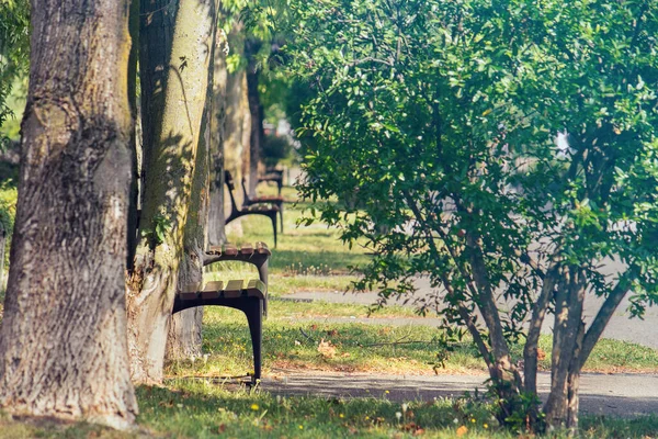 Ніхто Парку Порожня Лавка Вибірковий Фокус Першому Єкті — стокове фото