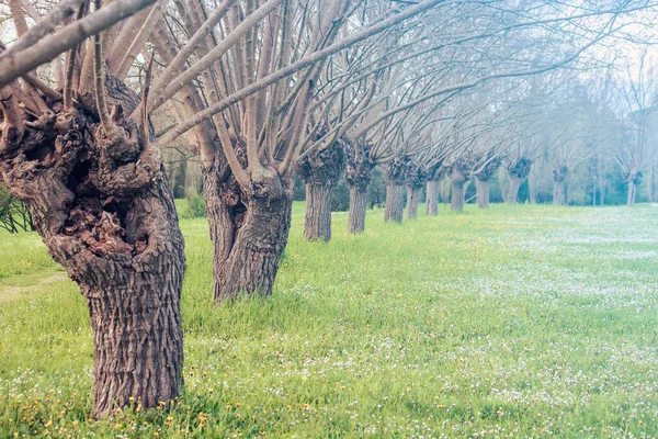 Mulberry tree line. Landscape with a row of trees in spring season, the plants are on a green meadow with a lot of flowers