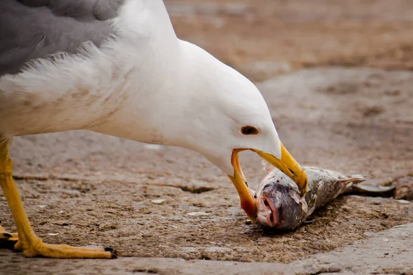 Seagull Eating Fish Hungry Concept — Stock Photo, Image