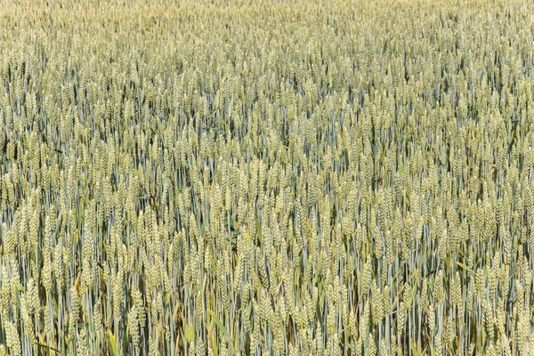 Textura Bio Natural Espigas Trigo Centeno Que Crecen Campo —  Fotos de Stock