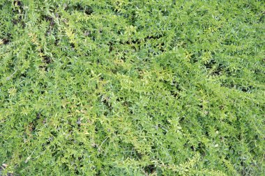 Timus dokusu, daimi bitki aromalı yemekler için kullanılır.