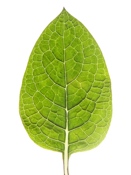 Hintergrundbeleuchtung Grünes Blatt Objekt Auf Weißem Hintergrund — Stockfoto