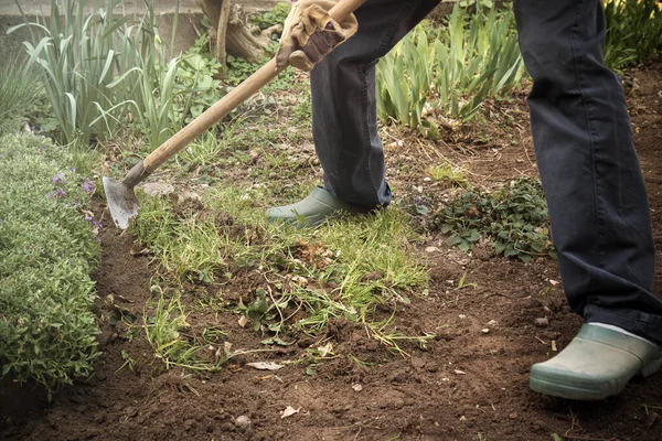 Gardener working in the garden. He\'s removing weeds with an hoe wearing gloves and rubber shoes