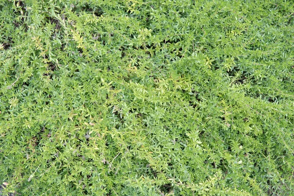 Timus dokusu, daimi bitki aromalı yemekler için kullanılır.