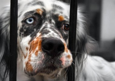 Parmaklıklar ardında üzgün bir köpek. Bir gözü mavi, diğeri de kahverengi. Görünüşü hüzün ve yakarışı ifade eder.