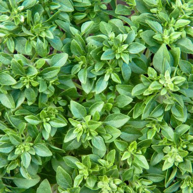 Yunan fesleğeni, taze ve yeşil Yunan fesleğeni