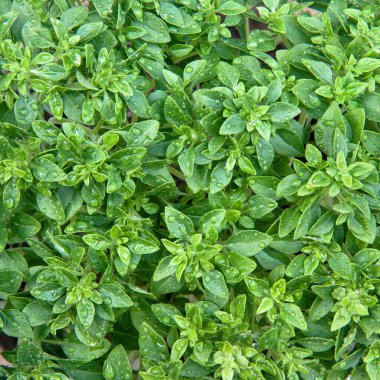 Damlalı Yunan fesleğeni. Taze ve yeşil Yunan fesleğeni