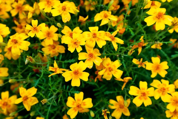 Крупный план желтых цветов в большом количестве — стоковое фото