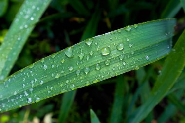 Yağmurdan sonra damlalarda otlar