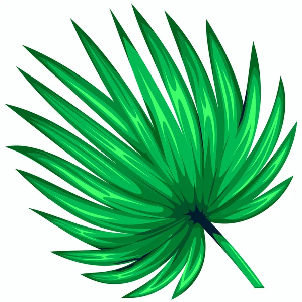Vert feuille de palmier isolé sur fond blanc. Icône de feuille de palmier. — Image vectorielle