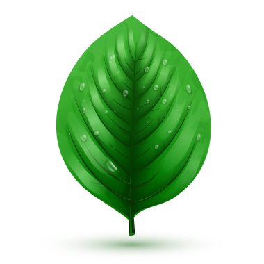 Bir beyaz zemin üzerine izole Rrealistic yeşil yaprak çiğ tanesini bırakır. Çiçek öğeleri.