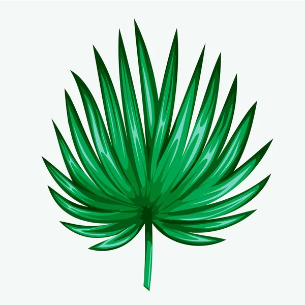 Hoja verde de palmera aislada sobre fondo blanco. Icono de hoja de palma . — Vector de stock