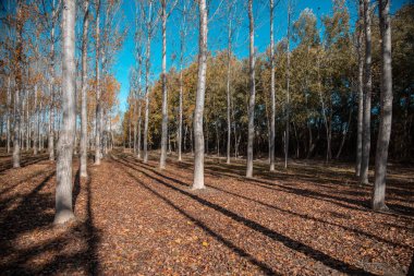 Sonbahar mevsiminde manzarada ağaçlar