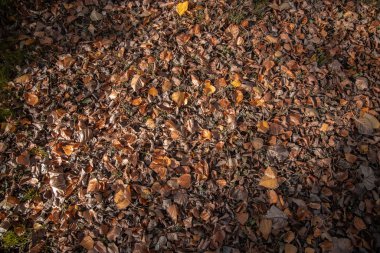Sonbahar mevsiminde manzarada ağaçlar
