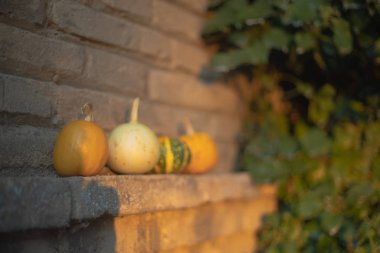 Cadılar bayramı için ideal balkabaklarıyla sonbahar arkaplanı