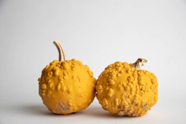 Beyaz arkaplanda mükemmel balkabakları