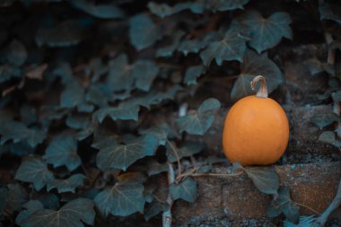 Cadılar bayramı için ideal balkabaklarıyla sonbahar arkaplanı