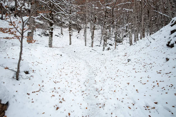 Valle Nacional Ordesa Otoño Nevado Situado Pirineos España — Foto de Stock