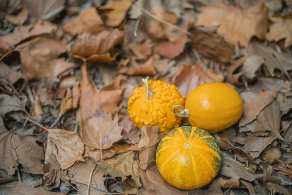 Herbstlicher Hintergrund Mit Kürbissen Ideal Für Halloween — Stockfoto