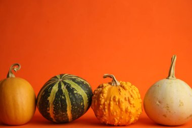 Turuncu arka planda balkabakları. Sonbahar hasadı