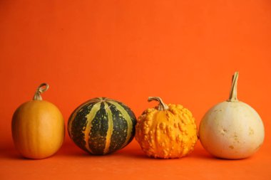 Turuncu arka planda balkabakları. Sonbahar hasadı