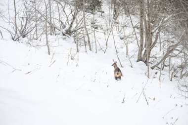Pireneler İspanya 'da karlı sonbaharda Ordesa Ulusal Vadisi