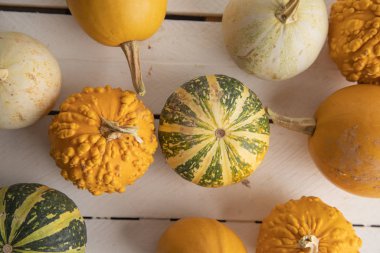 Ahşap arka planda çeşitli kabak çeşitleri. Sonbahar hasadı