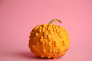 Pembe arka planda balkabakları. Sonbahar hasadı