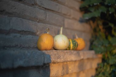 Cadılar bayramı için ideal balkabaklarıyla sonbahar arkaplanı