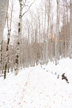 Pireneler İspanya 'da karlı sonbaharda Ordesa Ulusal Vadisi