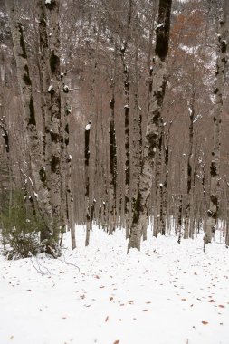 Pireneler İspanya 'da karlı sonbaharda Ordesa Ulusal Vadisi