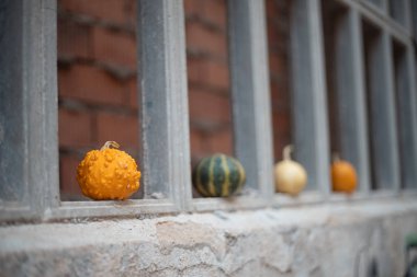 Cadılar bayramı için ideal balkabaklarıyla sonbahar arkaplanı