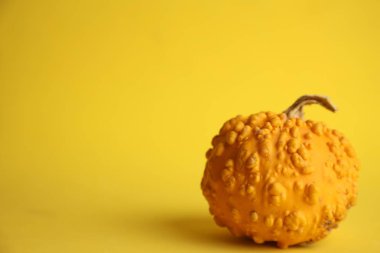 Sarı arka planda balkabakları. Sonbahar hasadı